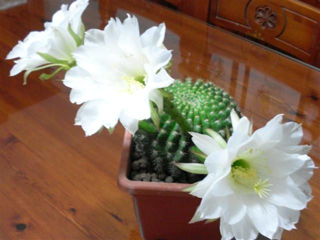 Echinopsis mamillosa 