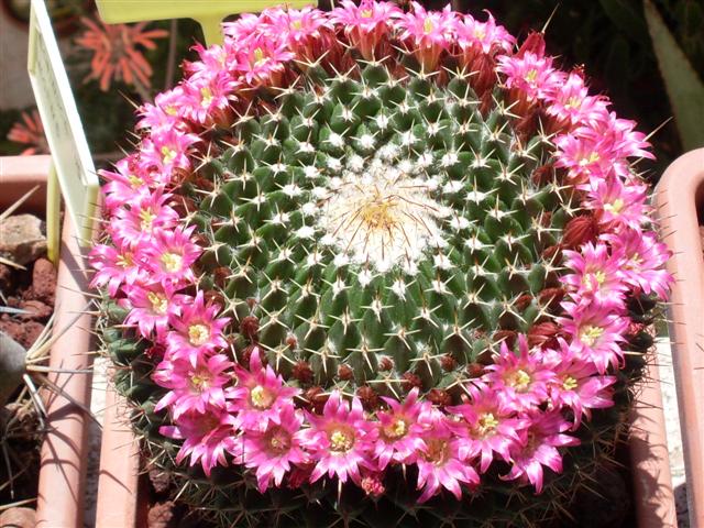 Mammillaria mystax 