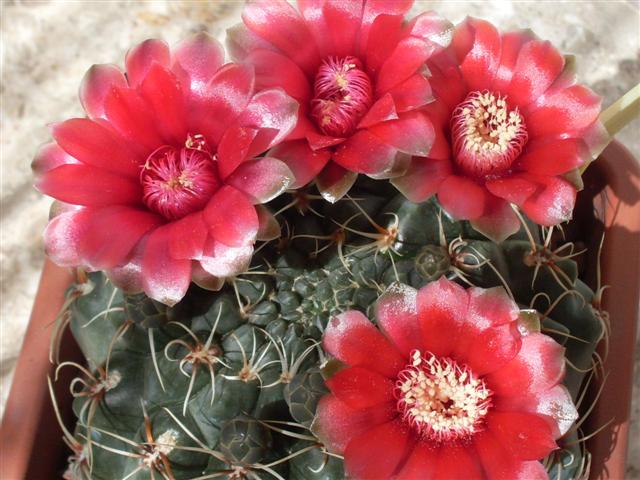 Gymnocalycium baldianum 