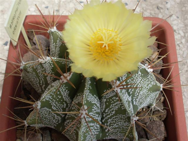 Astrophytum ornatum 