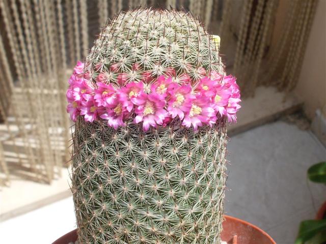 Mammillaria matudae 