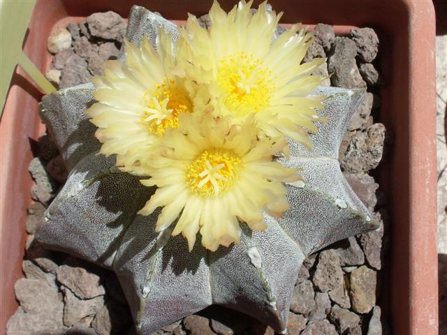 Astrophytum myriostigma 