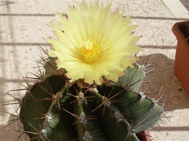 Astrophytum ornatum 