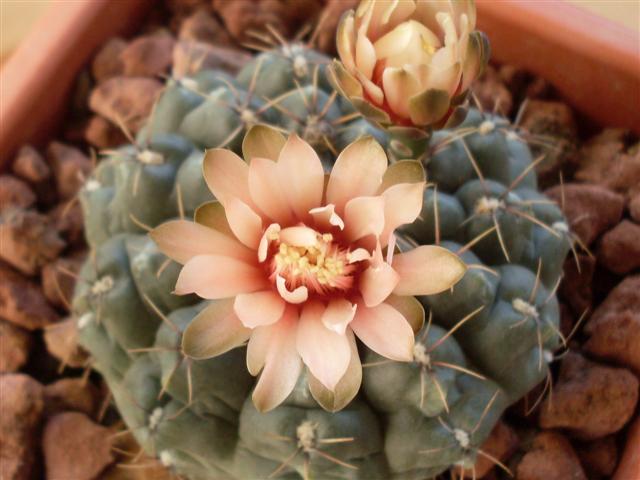 Gymnocalycium baldianum 