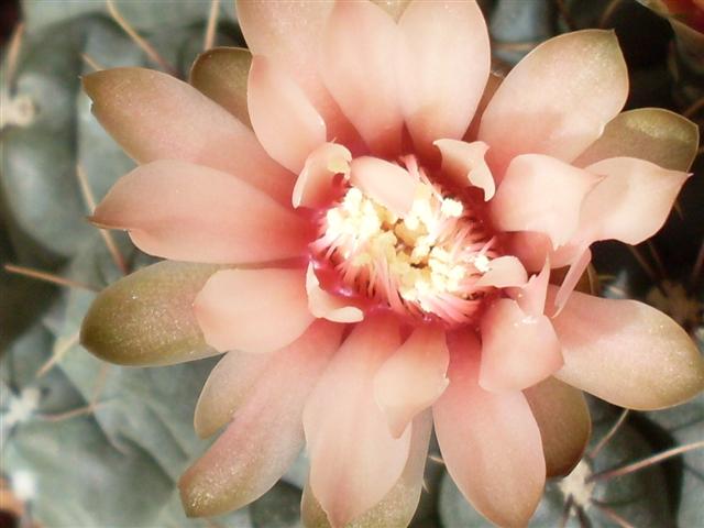 Gymnocalycium baldianum 