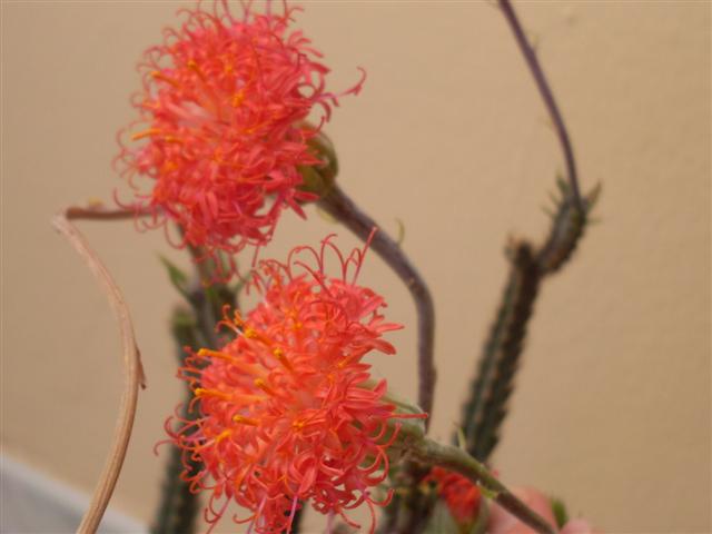 Senecio stapeliiformis 