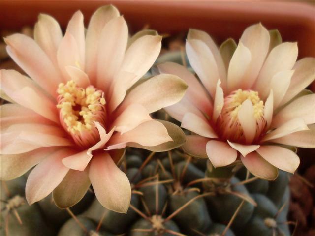 Gymnocalycium baldianum 