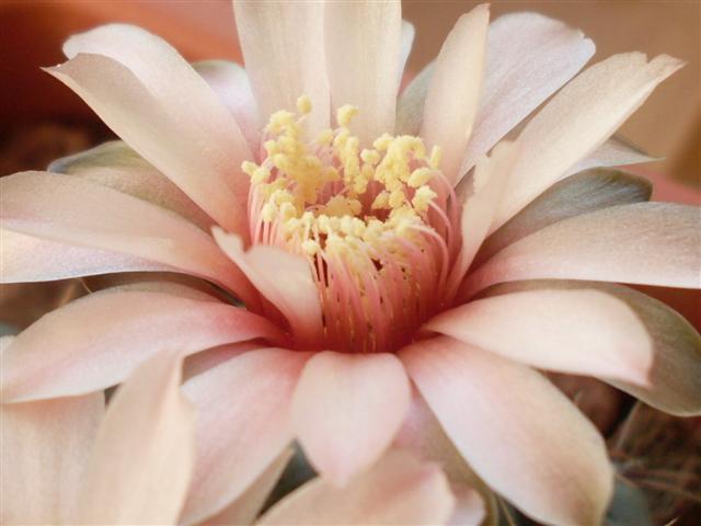 gymnocalycium baldianum 