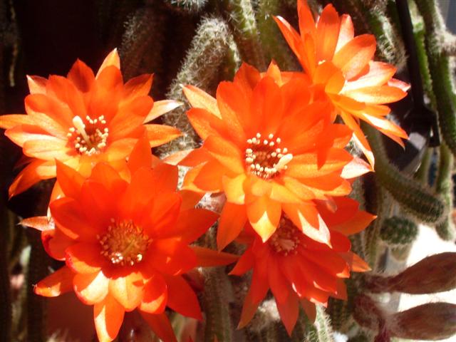 Chamaecereus silvestrii 