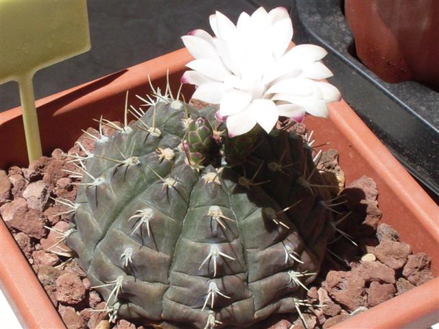 gymnocalycium damsii 