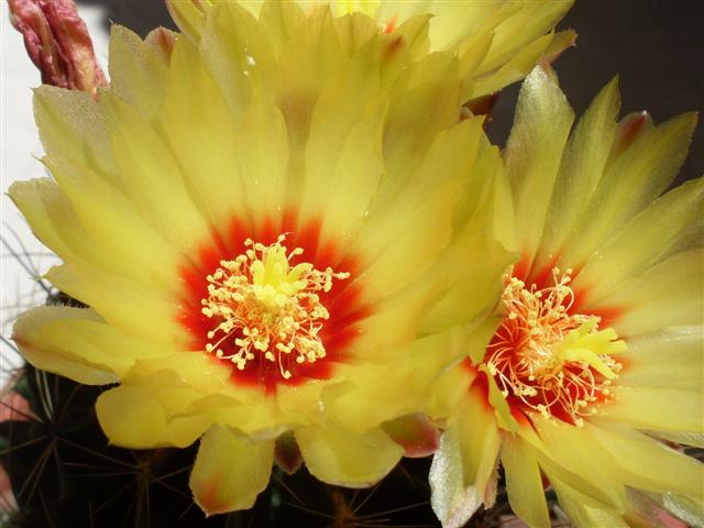 Thelocactus setispinus 