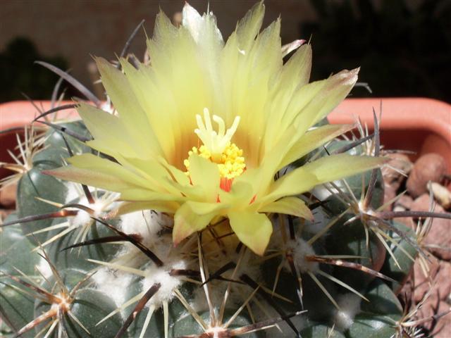 Coryphantha bumamma 