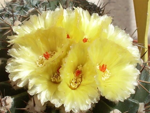 notocactus sellowii