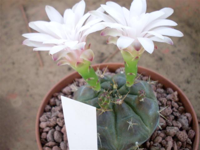 gymnocalycium damsii 