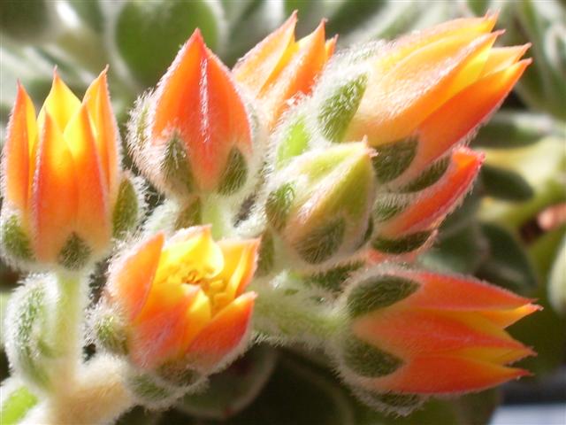 Echeveria pulvinata 