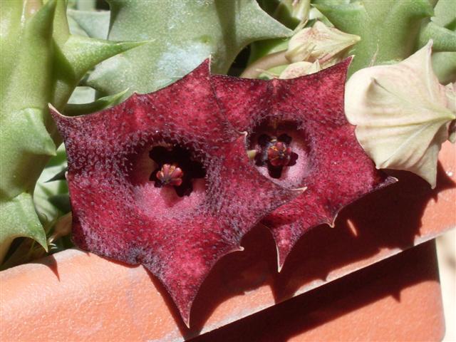 Huernia macrocarpa 