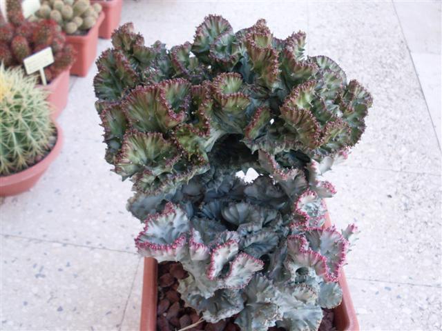 Euphorbia lactea f. cristata 