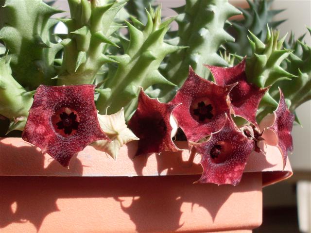 Huernia macrocarpa 