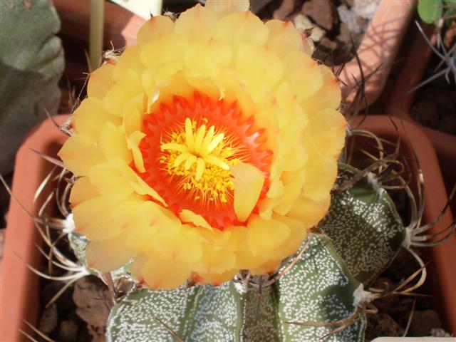 Astrophytum capricorne 