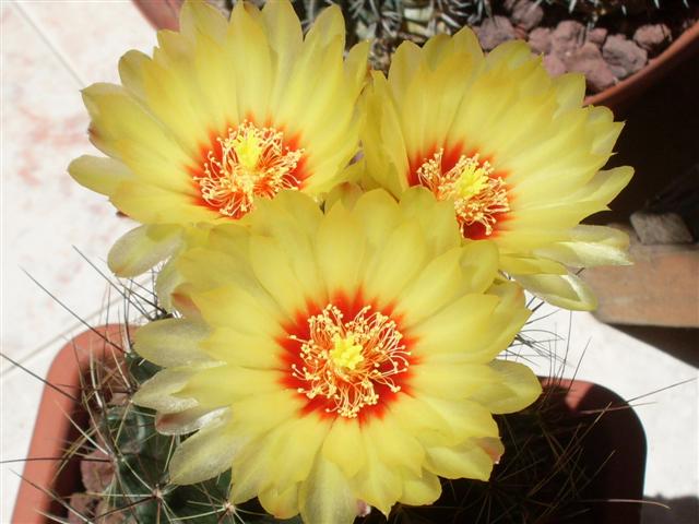 Thelocactus setispinus 