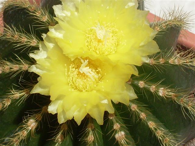 Parodia warasii 