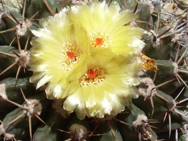 Parodia sellowii 