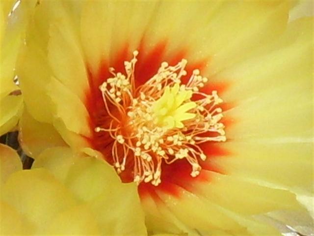 Thelocactus setispinus 