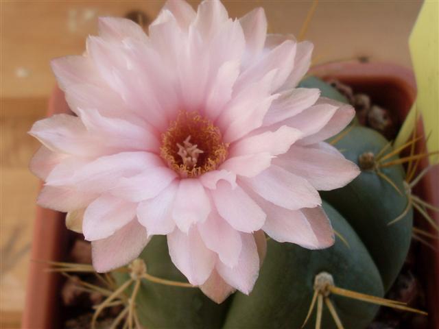 Gymnocalycium horstii 