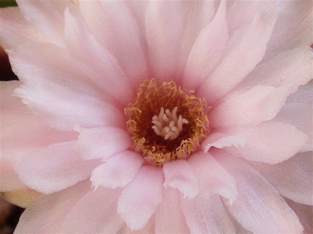 Gymnocalycium horstii 