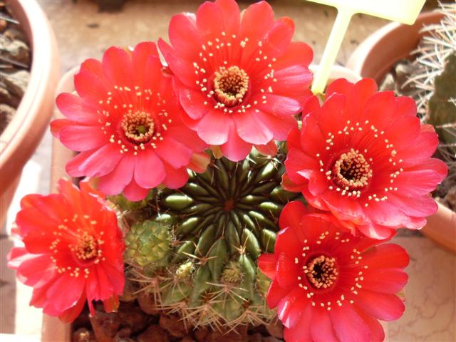 Lobivia cinnabarina 