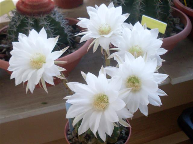 Echinopsis subdenudata 