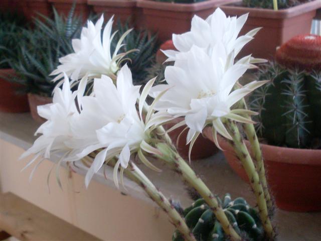 Echinopsis subdenudata 