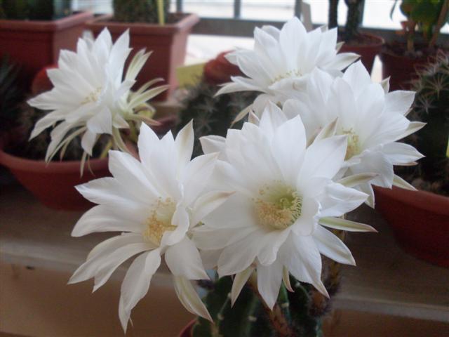 Echinopsis subdenudata 