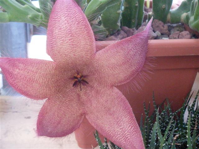 Stapelia grandiflora 