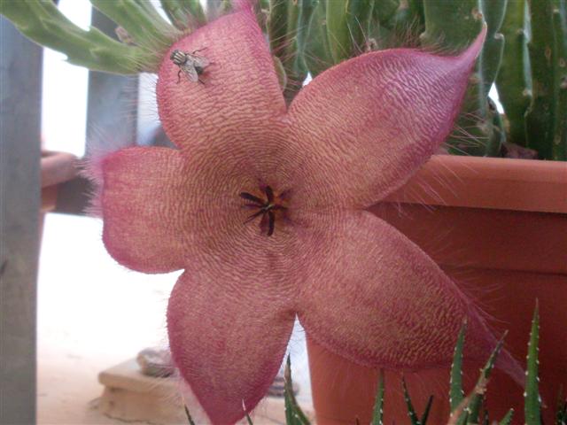 stapelia grandiflora 