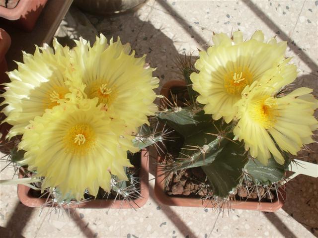 Astrophytum ornatum 