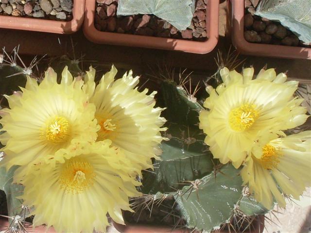 Astrophytum ornatum 