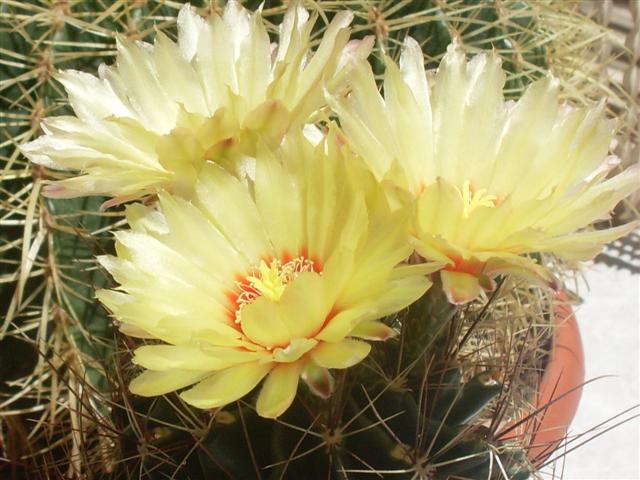 Thelocactus setispinus 