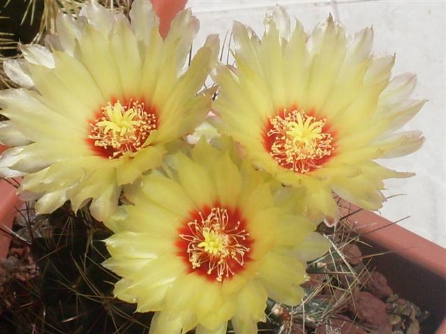 thelocactus setispinus 