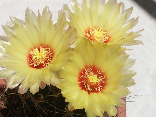 Thelocactus setispinus 