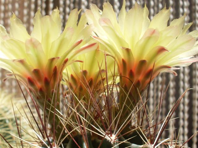 thelocactus setispinus 