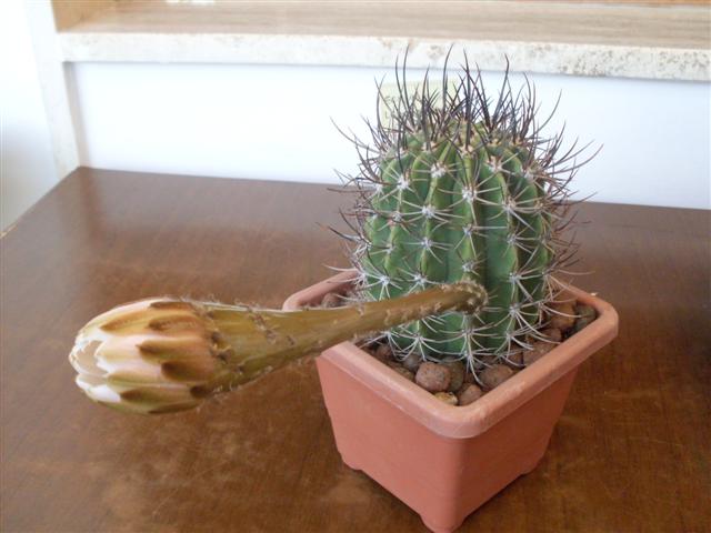Echinopsis leucantha 