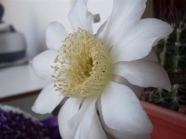 Echinopsis leucantha 
