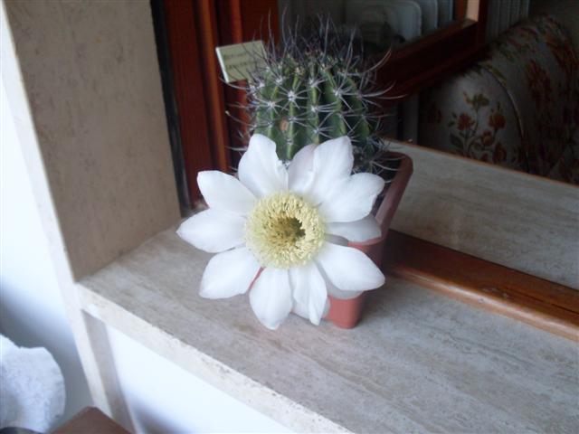 Echinopsis leucantha 