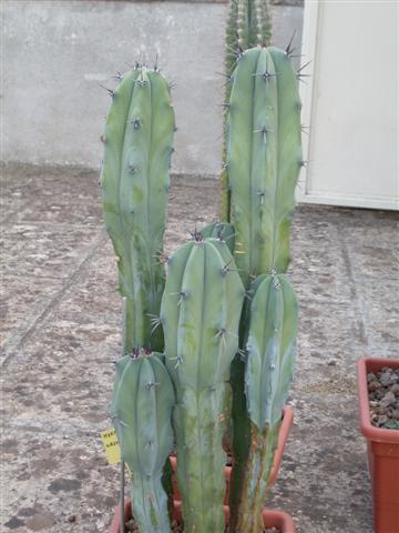 Myrtillocactus geometrizans 