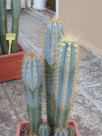 Pilosocereus azureus 