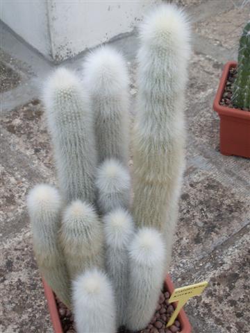 cleistocactus strausii 