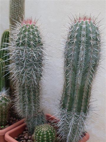 Pachycereus pringlei 