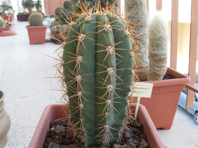 Trichocereus terscheckii 