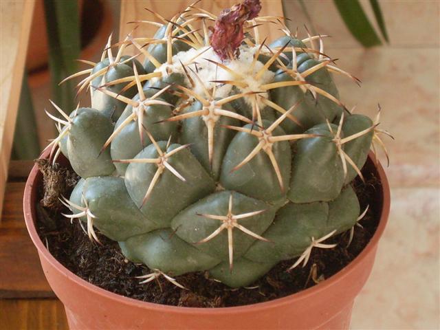 Coryphantha elephantidens 